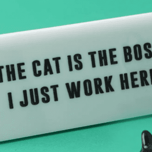 The cat is the boss