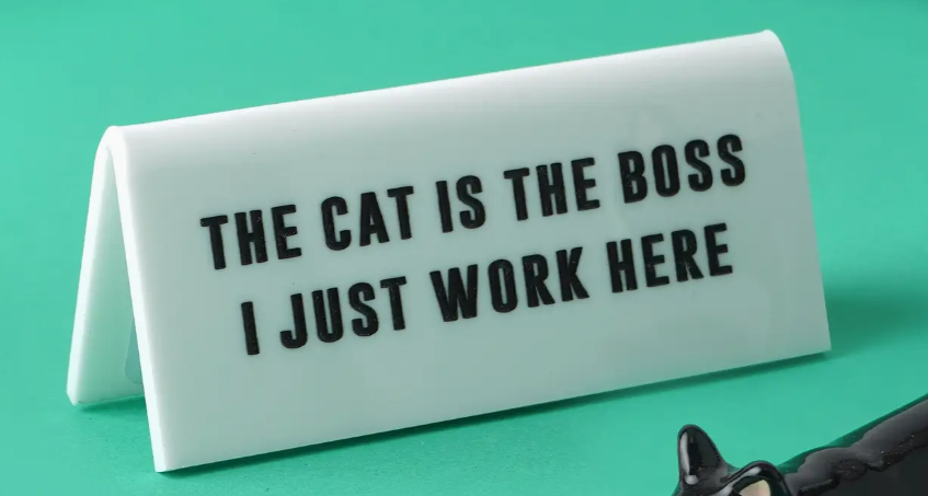 The cat is the boss